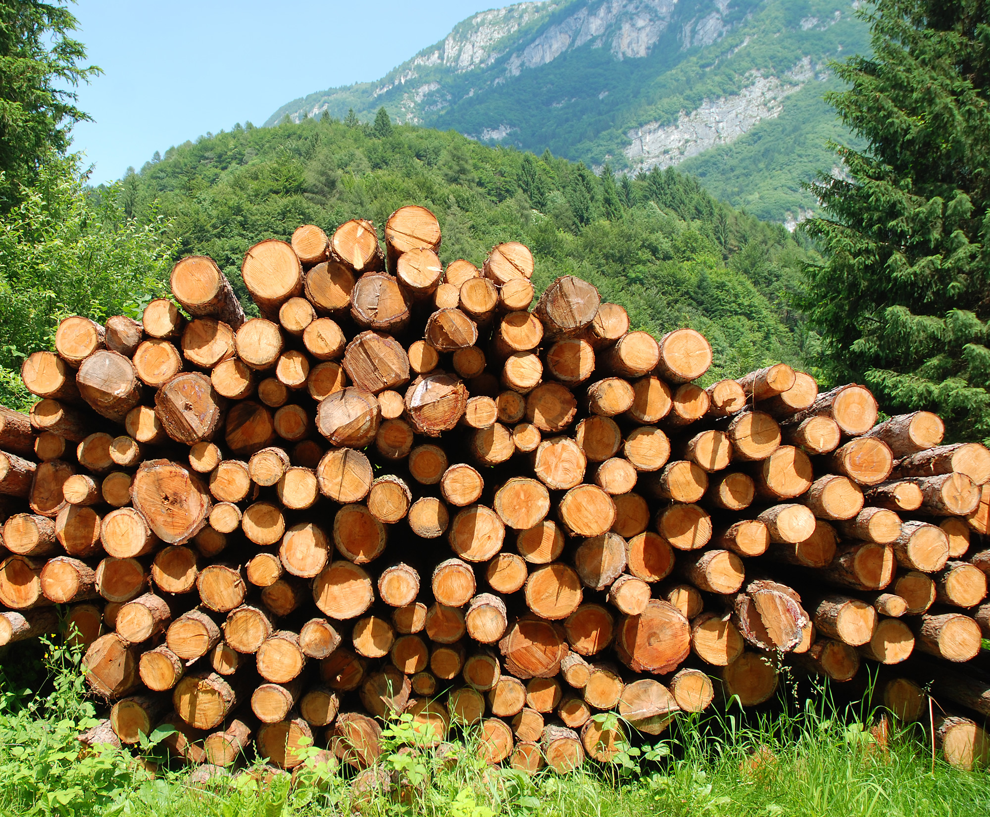 Экспорт слабо обработанной древесины хотят заблокировать в России